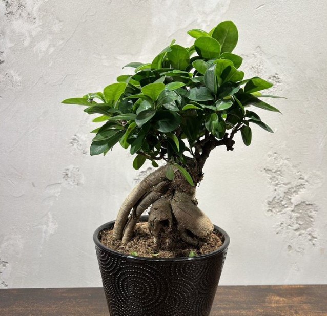 vyraschivaniye-bonsay-v-gorodskoy-kvartire-primery-foto-rasteniye-bonsay (7).jpg vyraschivaniye-bonsay-v-gorodskoy-kvartire-primery-foto-rasteniye-bonsay (7).jpg