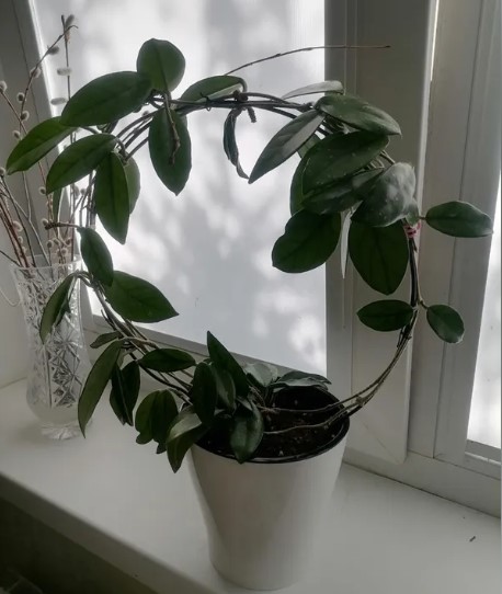 sovremenniy-ukhod-za-komnatnymi-domashnimi-rasteniyami-foto-primery (14).jpg sovremenniy-ukhod-za-komnatnymi-domashnimi-rasteniyami-foto-primery (14).jpg