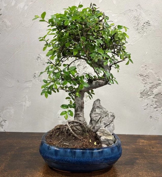 vyraschivaniye-bonsay-v-gorodskoy-kvartire-primery-foto-rasteniye-bonsay (3).jpg vyraschivaniye-bonsay-v-gorodskoy-kvartire-primery-foto-rasteniye-bonsay (3).jpg