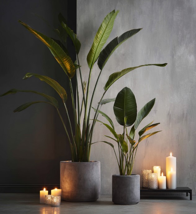 5-samykh-neprikhotlivykh-i-maksimalno-dekorativnykh-komnatnykh-rasteniy-foto (17).jpg 5-samykh-neprikhotlivykh-i-maksimalno-dekorativnykh-komnatnykh-rasteniy-foto (17).jpg