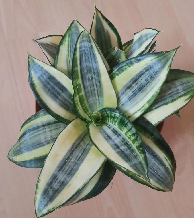 5-samykh-neprikhotlivykh-i-maksimalno-dekorativnykh-komnatnykh-rasteniy-foto (30).jpg 5-samykh-neprikhotlivykh-i-maksimalno-dekorativnykh-komnatnykh-rasteniy-foto (30).jpg