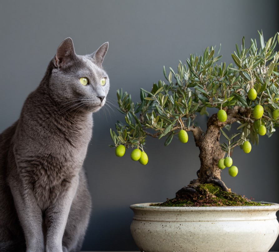 vyraschivaniye-bonsay-v-gorodskoy-kvartire-primery-foto-rasteniye-bonsay (32).jpg vyraschivaniye-bonsay-v-gorodskoy-kvartire-primery-foto-rasteniye-bonsay (32).jpg