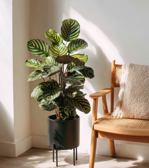 5-samykh-neprikhotlivykh-i-maksimalno-dekorativnykh-komnatnykh-rasteniy-foto (28).jpg 5-samykh-neprikhotlivykh-i-maksimalno-dekorativnykh-komnatnykh-rasteniy-foto (28).jpg