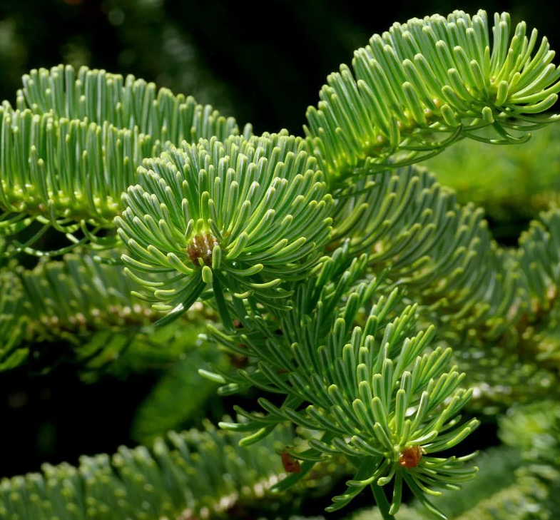 kak-vybrat-i-sokhranit-zhivuyu-elku (15).png kak-vybrat-i-sokhranit-zhivuyu-elku (15).png