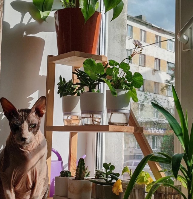 sovremenniy-ukhod-za-komnatnymi-domashnimi-rasteniyami-foto-primery (4).jpg sovremenniy-ukhod-za-komnatnymi-domashnimi-rasteniyami-foto-primery (4).jpg