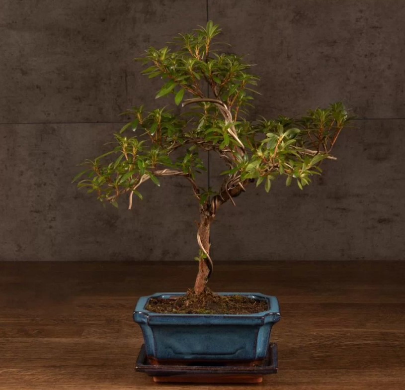 vyraschivaniye-bonsay-v-gorodskoy-kvartire-primery-foto-rasteniye-bonsay (6).jpg vyraschivaniye-bonsay-v-gorodskoy-kvartire-primery-foto-rasteniye-bonsay (6).jpg