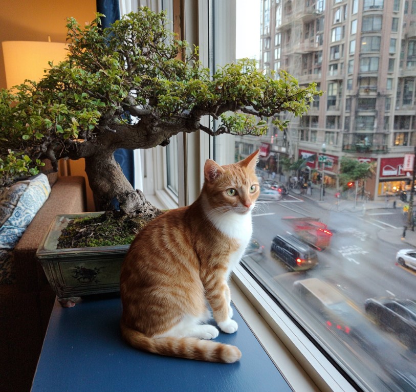 vyraschivaniye-bonsay-v-gorodskoy-kvartire-primery-foto-rasteniye-bonsay (35).jpg vyraschivaniye-bonsay-v-gorodskoy-kvartire-primery-foto-rasteniye-bonsay (35).jpg