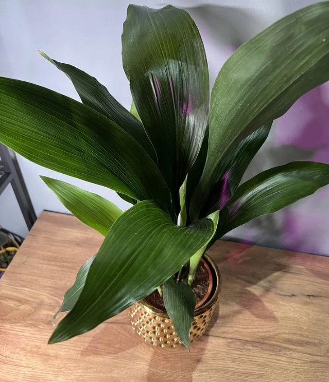 5-samykh-neprikhotlivykh-i-maksimalno-dekorativnykh-komnatnykh-rasteniy-foto (34).jpg 5-samykh-neprikhotlivykh-i-maksimalno-dekorativnykh-komnatnykh-rasteniy-foto (34).jpg