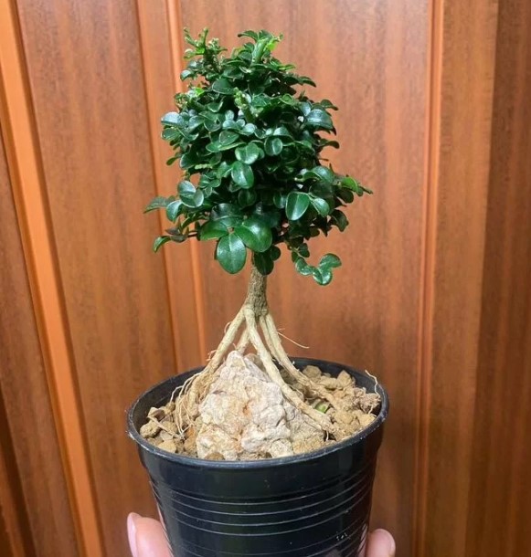vyraschivaniye-bonsay-v-gorodskoy-kvartire-primery-foto-rasteniye-bonsay (5).jpg vyraschivaniye-bonsay-v-gorodskoy-kvartire-primery-foto-rasteniye-bonsay (5).jpg