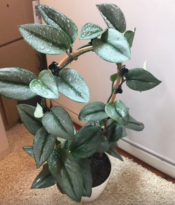 domashniye-komnatnyye-zhivyye-rasteniya-tsvety-populyarnyye-v-2026-godu-foto-primery (4).jpg domashniye-komnatnyye-zhivyye-rasteniya-tsvety-populyarnyye-v-2026-godu-foto-primery (4).jpg