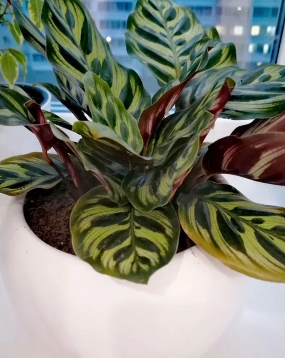 5-samykh-neprikhotlivykh-i-maksimalno-dekorativnykh-komnatnykh-rasteniy-foto (29).jpg 5-samykh-neprikhotlivykh-i-maksimalno-dekorativnykh-komnatnykh-rasteniy-foto (29).jpg