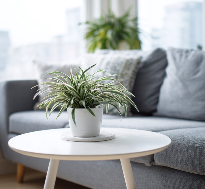 5-samykh-neprikhotlivykh-i-maksimalno-dekorativnykh-komnatnykh-rasteniy-foto (18).jpg 5-samykh-neprikhotlivykh-i-maksimalno-dekorativnykh-komnatnykh-rasteniy-foto (18).jpg