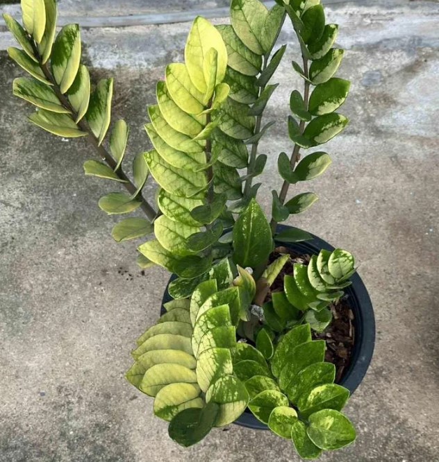 5-samykh-neprikhotlivykh-i-maksimalno-dekorativnykh-komnatnykh-rasteniy-foto (32).jpg 5-samykh-neprikhotlivykh-i-maksimalno-dekorativnykh-komnatnykh-rasteniy-foto (32).jpg