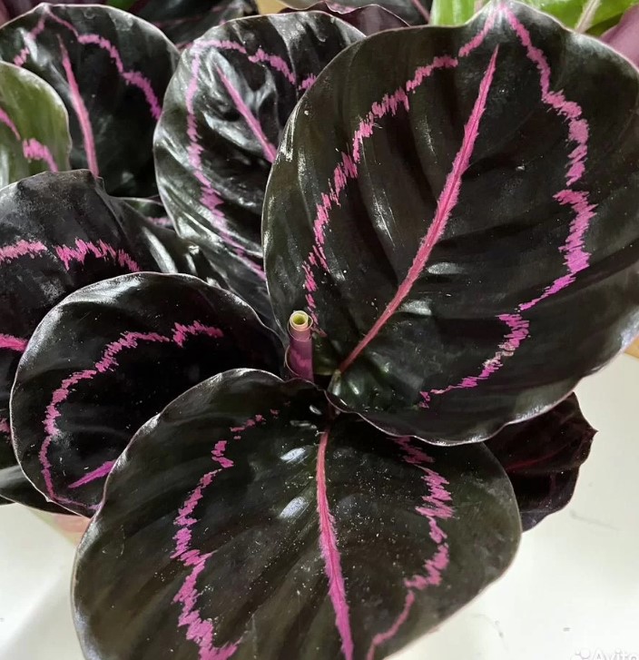 domashniye-komnatnyye-zhivyye-rasteniya-tsvety-populyarnyye-v-2026-godu-foto-primery (29).jpg domashniye-komnatnyye-zhivyye-rasteniya-tsvety-populyarnyye-v-2026-godu-foto-primery (29).jpg