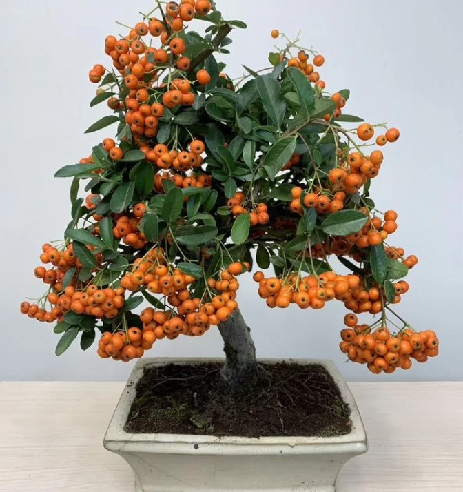 vyraschivaniye-bonsay-v-gorodskoy-kvartire-primery-foto-rasteniye-bonsay (22).jpg vyraschivaniye-bonsay-v-gorodskoy-kvartire-primery-foto-rasteniye-bonsay (22).jpg