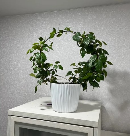 sovremenniy-ukhod-za-komnatnymi-domashnimi-rasteniyami-foto-primery (15).jpg sovremenniy-ukhod-za-komnatnymi-domashnimi-rasteniyami-foto-primery (15).jpg