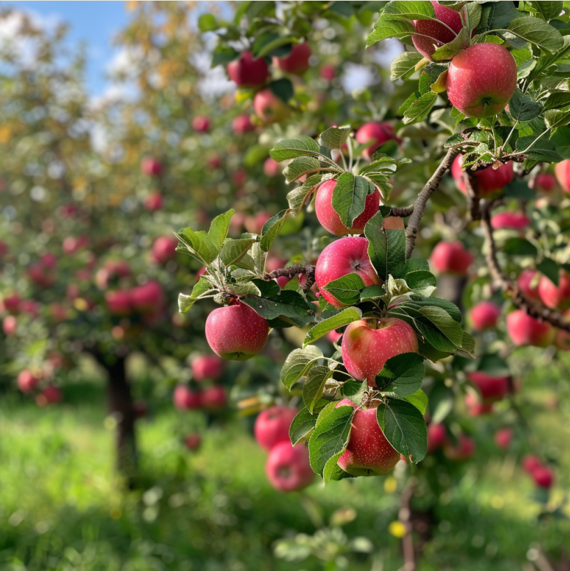 udobreniya-dlya-plodovogo-sada (106).png udobreniya-dlya-plodovogo-sada (106).png