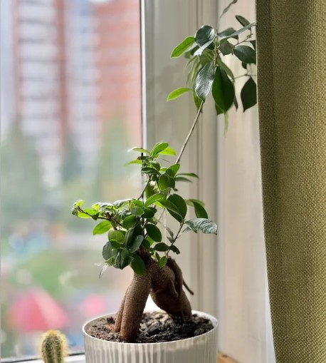 vyraschivaniye-bonsay-v-gorodskoy-kvartire-primery-foto-rasteniye-bonsay (16).jpg vyraschivaniye-bonsay-v-gorodskoy-kvartire-primery-foto-rasteniye-bonsay (16).jpg