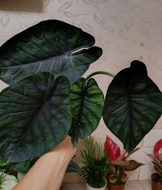 domashniye-komnatnyye-zhivyye-rasteniya-tsvety-populyarnyye-v-2026-godu-foto-primery (6).jpg domashniye-komnatnyye-zhivyye-rasteniya-tsvety-populyarnyye-v-2026-godu-foto-primery (6).jpg