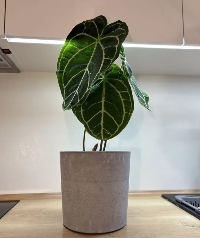 domashniye-komnatnyye-zhivyye-rasteniya-tsvety-populyarnyye-v-2026-godu-foto-primery (19).jpg domashniye-komnatnyye-zhivyye-rasteniya-tsvety-populyarnyye-v-2026-godu-foto-primery (19).jpg