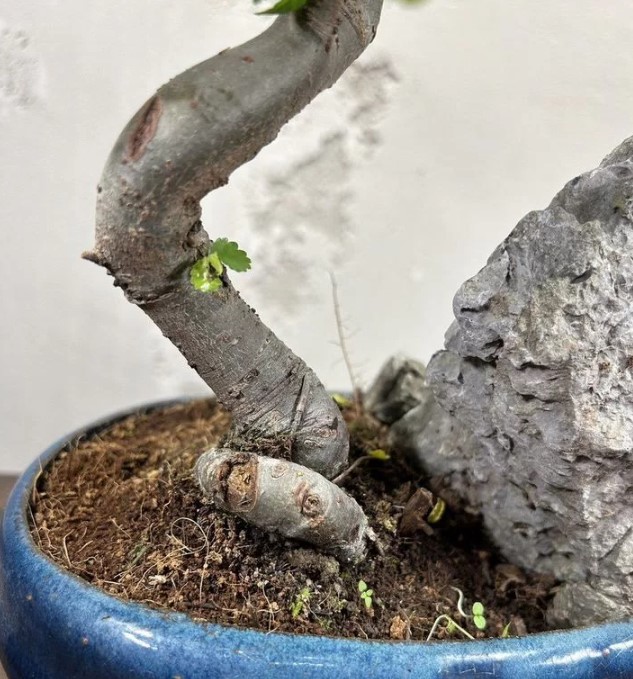 vyraschivaniye-bonsay-v-gorodskoy-kvartire-primery-foto-rasteniye-bonsay (4).jpg vyraschivaniye-bonsay-v-gorodskoy-kvartire-primery-foto-rasteniye-bonsay (4).jpg