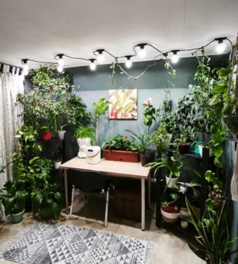 sovremenniy-ukhod-za-komnatnymi-domashnimi-rasteniyami-foto-primery (10).jpg sovremenniy-ukhod-za-komnatnymi-domashnimi-rasteniyami-foto-primery (10).jpg