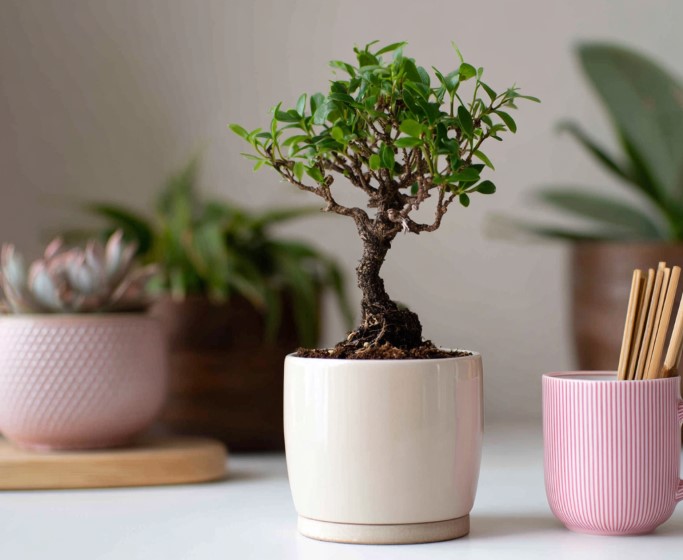 vyraschivaniye-bonsay-v-gorodskoy-kvartire-primery-foto-rasteniye-bonsay (29).jpg vyraschivaniye-bonsay-v-gorodskoy-kvartire-primery-foto-rasteniye-bonsay (29).jpg