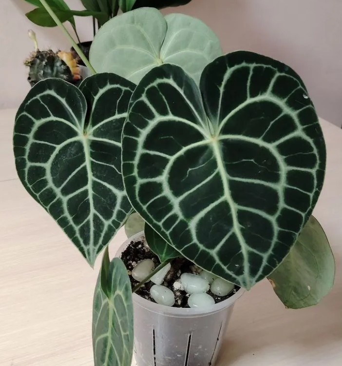 domashniye-komnatnyye-zhivyye-rasteniya-tsvety-populyarnyye-v-2026-godu-foto-primery (18).jpg domashniye-komnatnyye-zhivyye-rasteniya-tsvety-populyarnyye-v-2026-godu-foto-primery (18).jpg