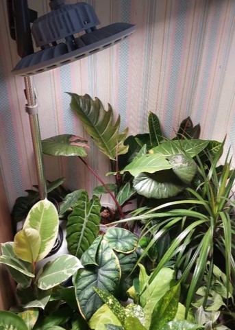 sovremenniy-ukhod-za-komnatnymi-domashnimi-rasteniyami-foto-primery (25).jpg sovremenniy-ukhod-za-komnatnymi-domashnimi-rasteniyami-foto-primery (25).jpg