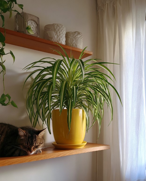 5-samykh-neprikhotlivykh-i-maksimalno-dekorativnykh-komnatnykh-rasteniy-foto (21).jpg 5-samykh-neprikhotlivykh-i-maksimalno-dekorativnykh-komnatnykh-rasteniy-foto (21).jpg