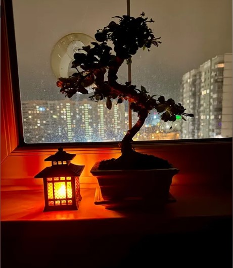 vyraschivaniye-bonsay-v-gorodskoy-kvartire-primery-foto-rasteniye-bonsay (17).jpg vyraschivaniye-bonsay-v-gorodskoy-kvartire-primery-foto-rasteniye-bonsay (17).jpg