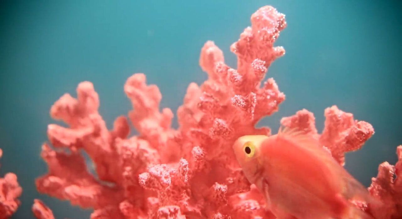 jimcdn_com.jpg jimcdn_com.jpg