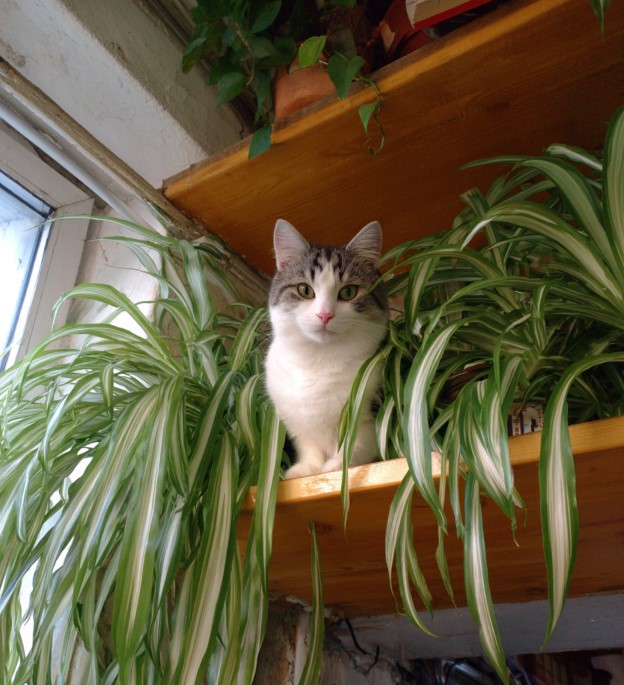 5-samykh-neprikhotlivykh-i-maksimalno-dekorativnykh-komnatnykh-rasteniy-foto (22).jpg 5-samykh-neprikhotlivykh-i-maksimalno-dekorativnykh-komnatnykh-rasteniy-foto (22).jpg