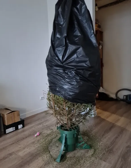 kak-vybrat-i-sokhranit-zhivuyu-elku (20).png kak-vybrat-i-sokhranit-zhivuyu-elku (20).png