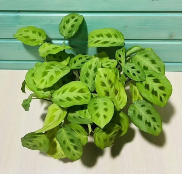 domashniye-komnatnyye-zhivyye-rasteniya-tsvety-populyarnyye-v-2026-godu-foto-primery (9).jpg domashniye-komnatnyye-zhivyye-rasteniya-tsvety-populyarnyye-v-2026-godu-foto-primery (9).jpg