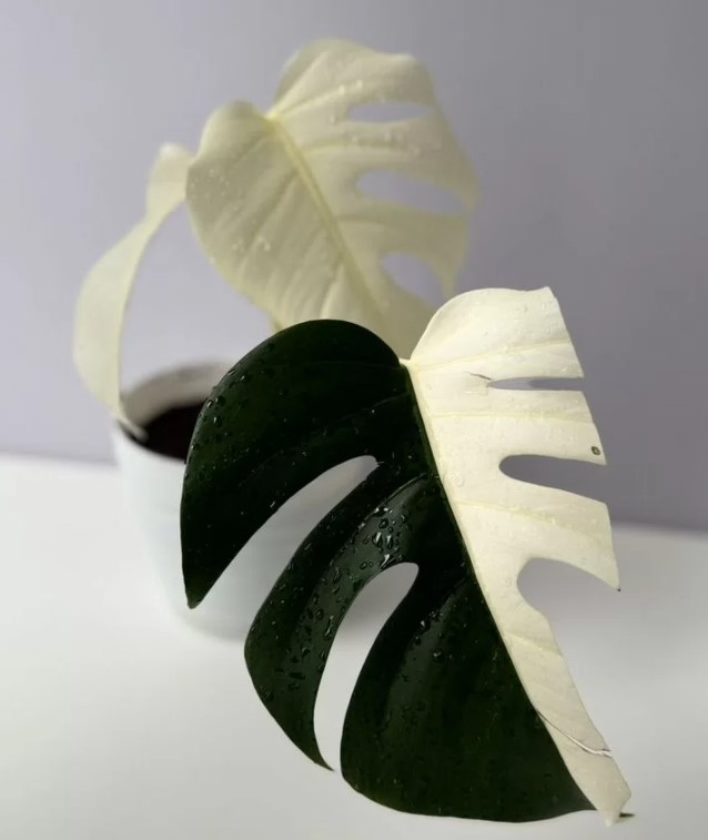 domashniye-komnatnyye-zhivyye-rasteniya-tsvety-populyarnyye-v-2026-godu-foto-primery (20).jpg domashniye-komnatnyye-zhivyye-rasteniya-tsvety-populyarnyye-v-2026-godu-foto-primery (20).jpg