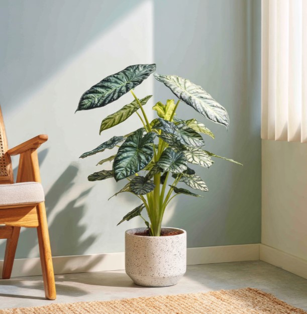 domashniye-komnatnyye-zhivyye-rasteniya-tsvety-populyarnyye-v-2026-godu-foto-primery (8).jpg domashniye-komnatnyye-zhivyye-rasteniya-tsvety-populyarnyye-v-2026-godu-foto-primery (8).jpg