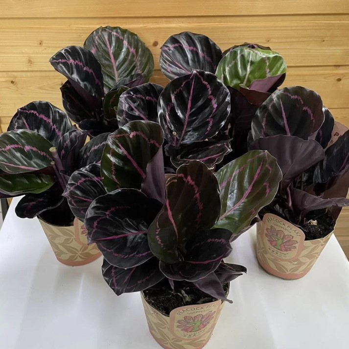 domashniye-komnatnyye-zhivyye-rasteniya-tsvety-populyarnyye-v-2026-godu-foto-primery (28).jpg domashniye-komnatnyye-zhivyye-rasteniya-tsvety-populyarnyye-v-2026-godu-foto-primery (28).jpg