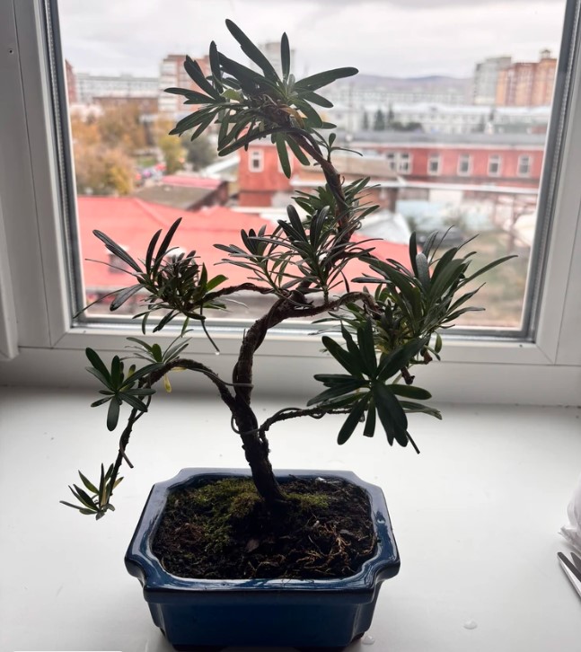 vyraschivaniye-bonsay-v-gorodskoy-kvartire-primery-foto-rasteniye-bonsay (12).jpg vyraschivaniye-bonsay-v-gorodskoy-kvartire-primery-foto-rasteniye-bonsay (12).jpg