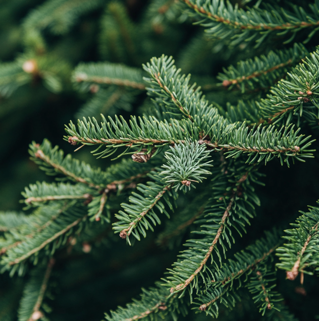 kak-vybrat-i-sokhranit-zhivuyu-elku (13).png kak-vybrat-i-sokhranit-zhivuyu-elku (13).png