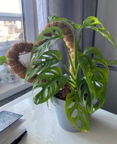 sovremenniy-ukhod-za-komnatnymi-domashnimi-rasteniyami-foto-primery (17).jpg sovremenniy-ukhod-za-komnatnymi-domashnimi-rasteniyami-foto-primery (17).jpg