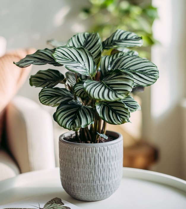 5-samykh-neprikhotlivykh-i-maksimalno-dekorativnykh-komnatnykh-rasteniy-foto (24).jpg 5-samykh-neprikhotlivykh-i-maksimalno-dekorativnykh-komnatnykh-rasteniy-foto (24).jpg