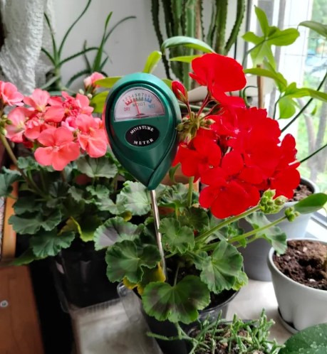 sovremenniy-ukhod-za-komnatnymi-domashnimi-rasteniyami-foto-primery (7).jpg sovremenniy-ukhod-za-komnatnymi-domashnimi-rasteniyami-foto-primery (7).jpg