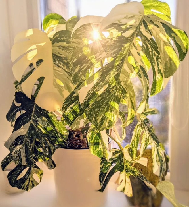 domashniye-komnatnyye-zhivyye-rasteniya-tsvety-populyarnyye-v-2026-godu-foto-primery (26).jpg domashniye-komnatnyye-zhivyye-rasteniya-tsvety-populyarnyye-v-2026-godu-foto-primery (26).jpg