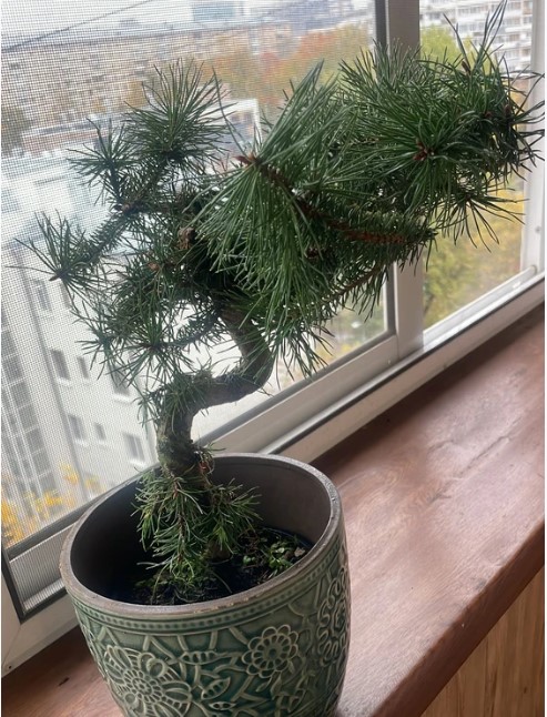 vyraschivaniye-bonsay-v-gorodskoy-kvartire-primery-foto-rasteniye-bonsay (11).jpg vyraschivaniye-bonsay-v-gorodskoy-kvartire-primery-foto-rasteniye-bonsay (11).jpg