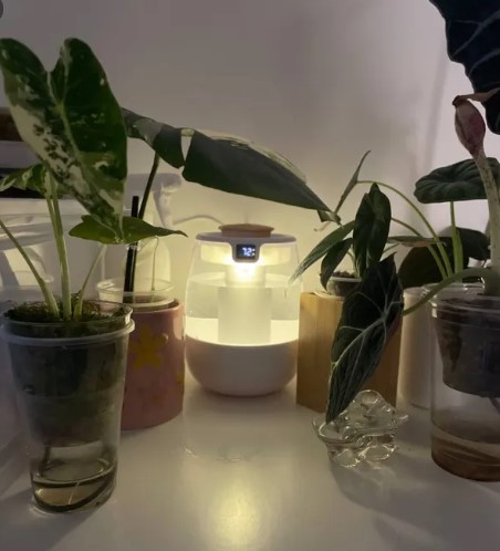 sovremenniy-ukhod-za-komnatnymi-domashnimi-rasteniyami-foto-primery (18).jpg sovremenniy-ukhod-za-komnatnymi-domashnimi-rasteniyami-foto-primery (18).jpg