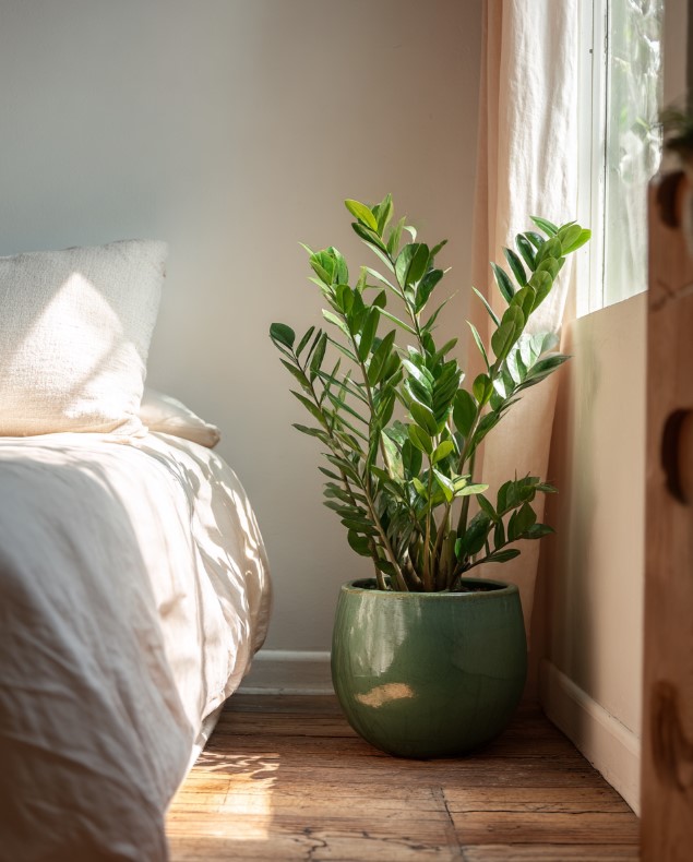 5-samykh-neprikhotlivykh-i-maksimalno-dekorativnykh-komnatnykh-rasteniy-foto (12).jpg 5-samykh-neprikhotlivykh-i-maksimalno-dekorativnykh-komnatnykh-rasteniy-foto (12).jpg