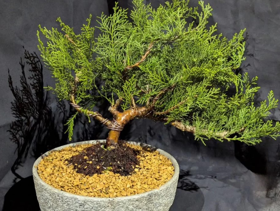 vyraschivaniye-bonsay-v-gorodskoy-kvartire-primery-foto-rasteniye-bonsay (23).jpg vyraschivaniye-bonsay-v-gorodskoy-kvartire-primery-foto-rasteniye-bonsay (23).jpg