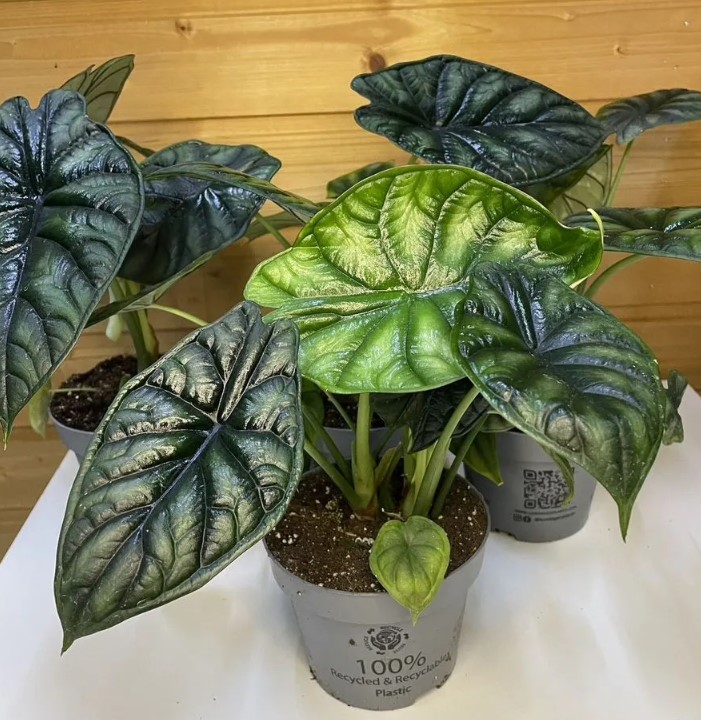 domashniye-komnatnyye-zhivyye-rasteniya-tsvety-populyarnyye-v-2026-godu-foto-primery (7).jpg domashniye-komnatnyye-zhivyye-rasteniya-tsvety-populyarnyye-v-2026-godu-foto-primery (7).jpg