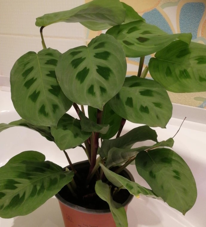 domashniye-komnatnyye-zhivyye-rasteniya-tsvety-populyarnyye-v-2026-godu-foto-primery (11).jpg domashniye-komnatnyye-zhivyye-rasteniya-tsvety-populyarnyye-v-2026-godu-foto-primery (11).jpg